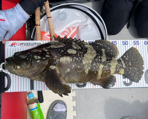 クエの釣果