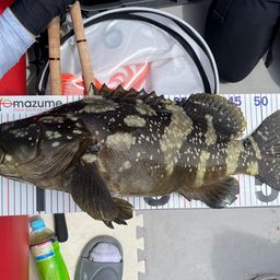 じわさん さんの 2026年06月21日のクエの釣り・釣果情報(三重県
