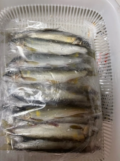 アユの釣果