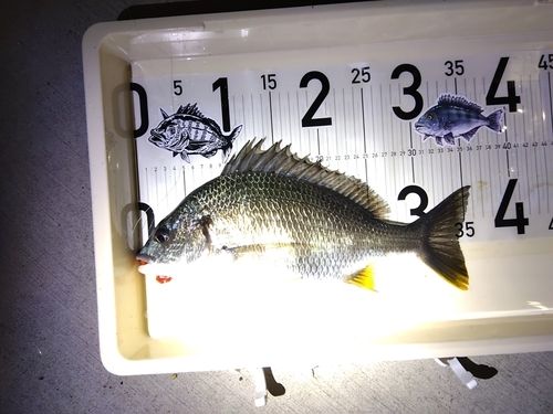 キビレの釣果