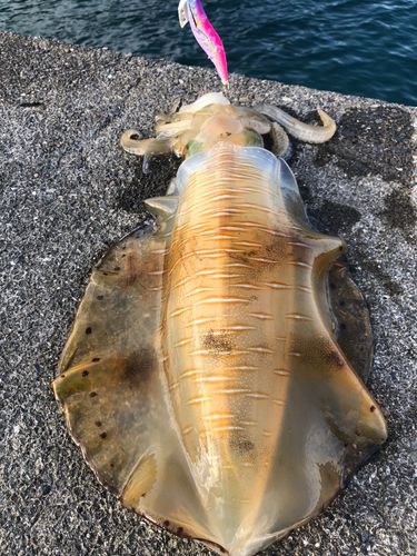 アオリイカの釣果