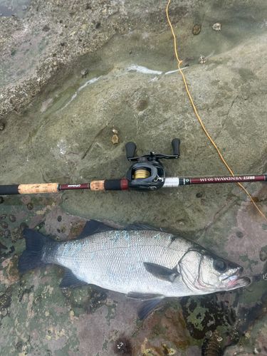ヒラスズキの釣果