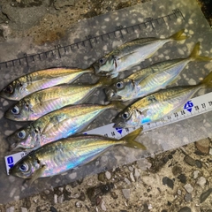アジの釣果