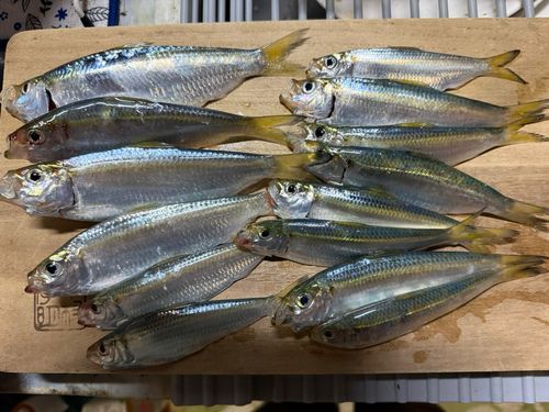 サッパの釣果