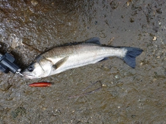 セイゴ（マルスズキ）の釣果