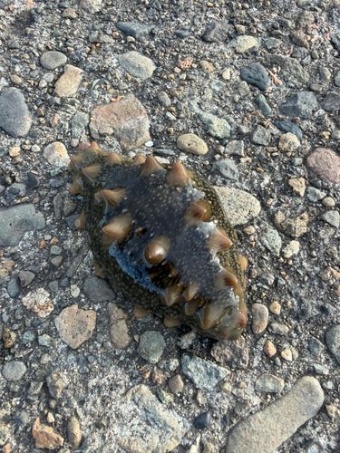 ナマコの釣果