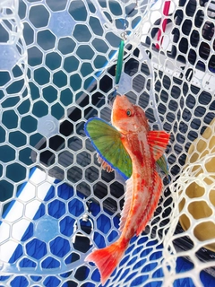 ホウボウの釣果
