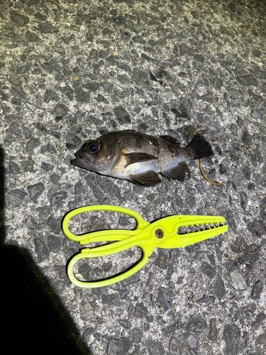 メバルの釣果