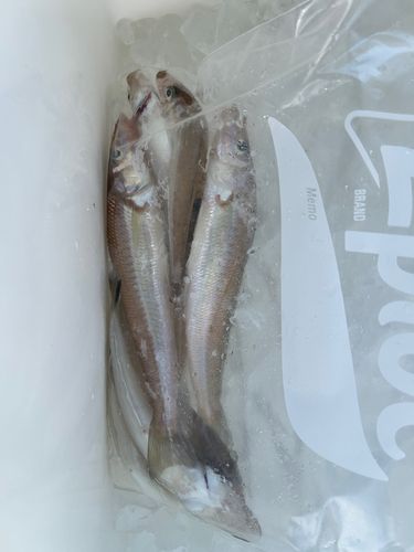 キスの釣果