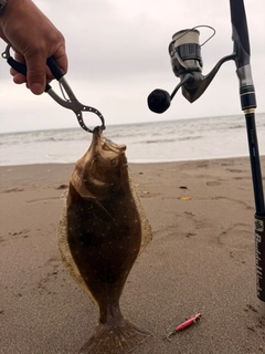 ヒラメの釣果