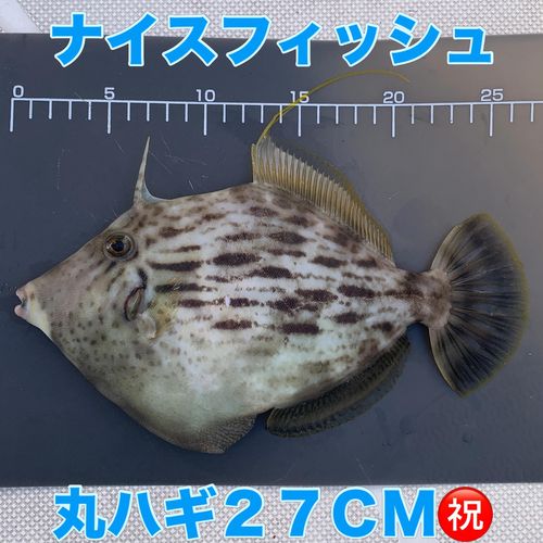 カワハギの釣果
