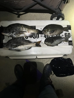 チヌの釣果