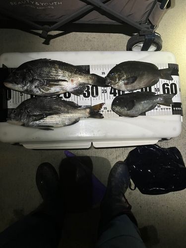 チヌの釣果