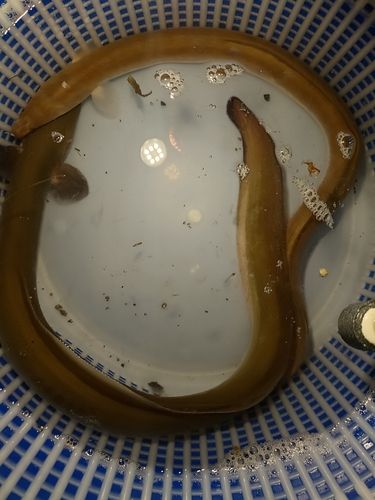 ウナギの釣果