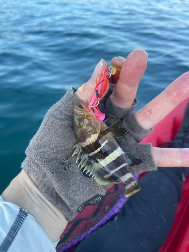 アオハタの釣果