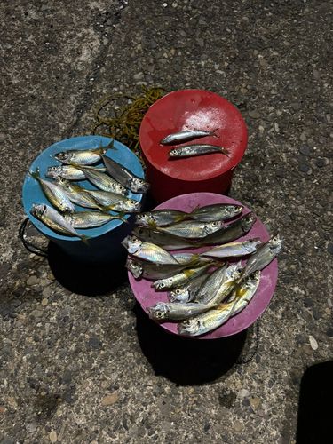 アジの釣果