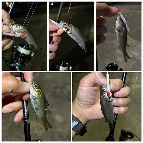 シーバスの釣果