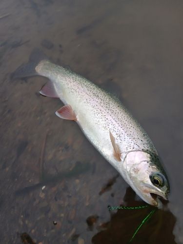 ニジマスの釣果