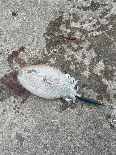 シリヤケイカの釣果