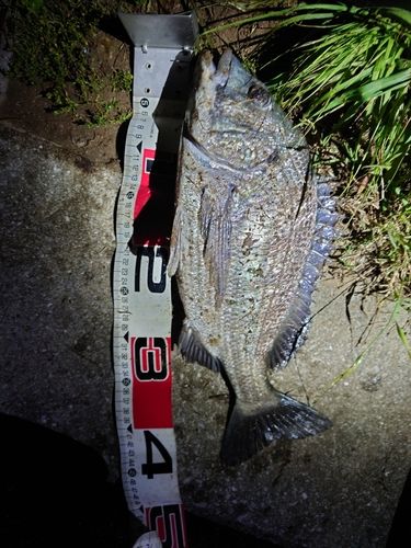 クロダイの釣果