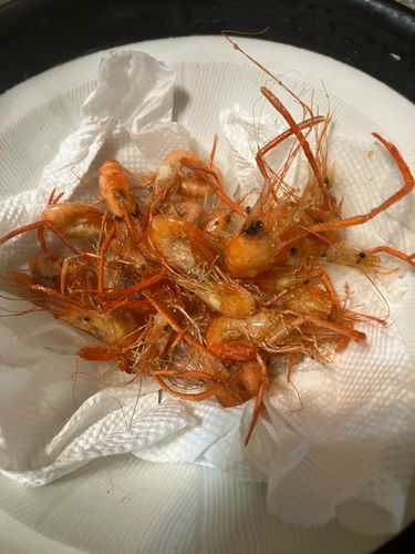 テナガエビの釣果