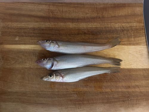 シロギスの釣果