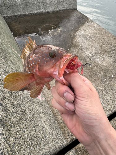 アコウの釣果
