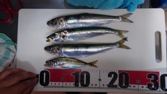 マイワシの釣果