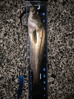 マルスズキの釣果