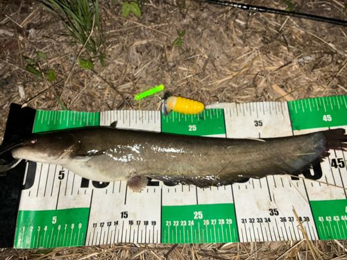 ナマズの釣果