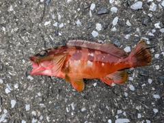 アカハタの釣果