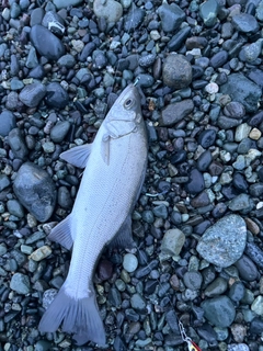 セイゴ（ヒラスズキ）の釣果