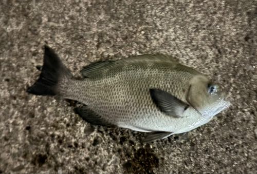 グレの釣果