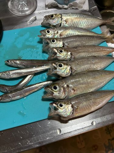 アジの釣果