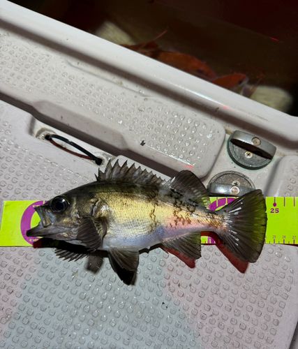 メバルの釣果