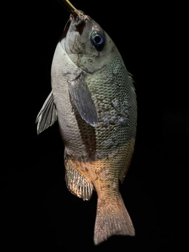 メジナの釣果