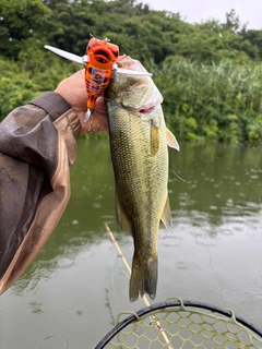 ラージマウスバスの釣果