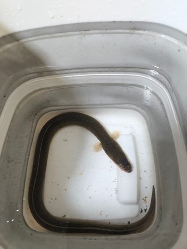 ウナギの釣果