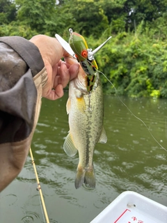 ラージマウスバスの釣果