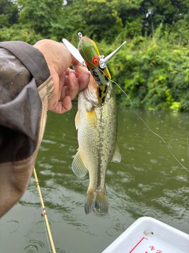ラージマウスバスの釣果