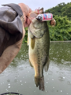 ラージマウスバスの釣果