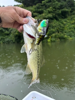 ラージマウスバスの釣果