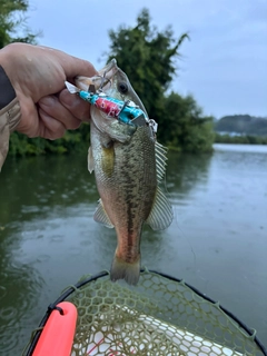ラージマウスバスの釣果