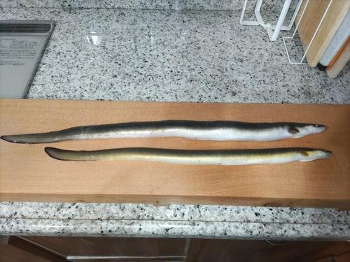ウナギの釣果