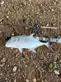 ロウニンアジの釣果