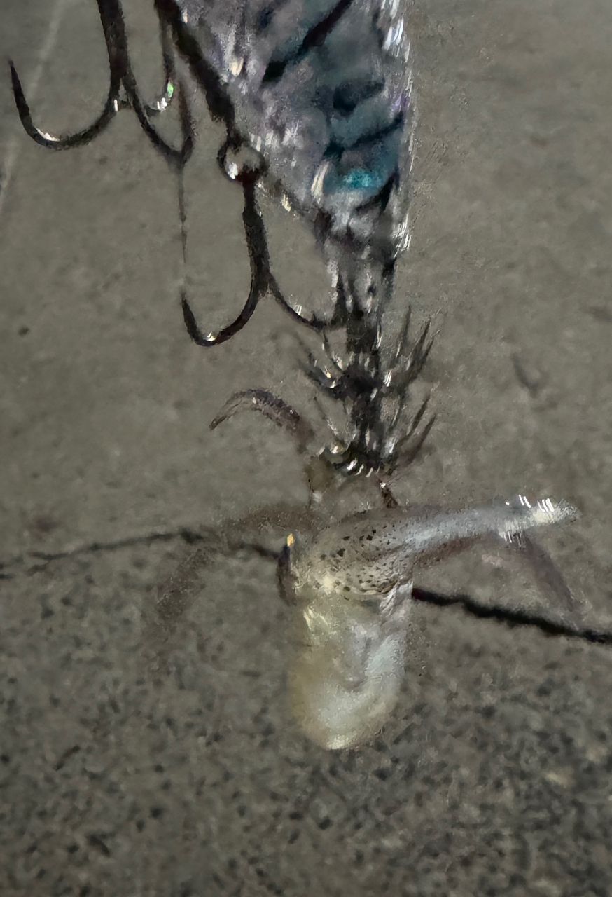 ベイカの釣果写真