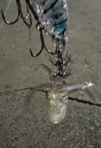 ベイカの釣果