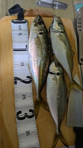 アジの釣果