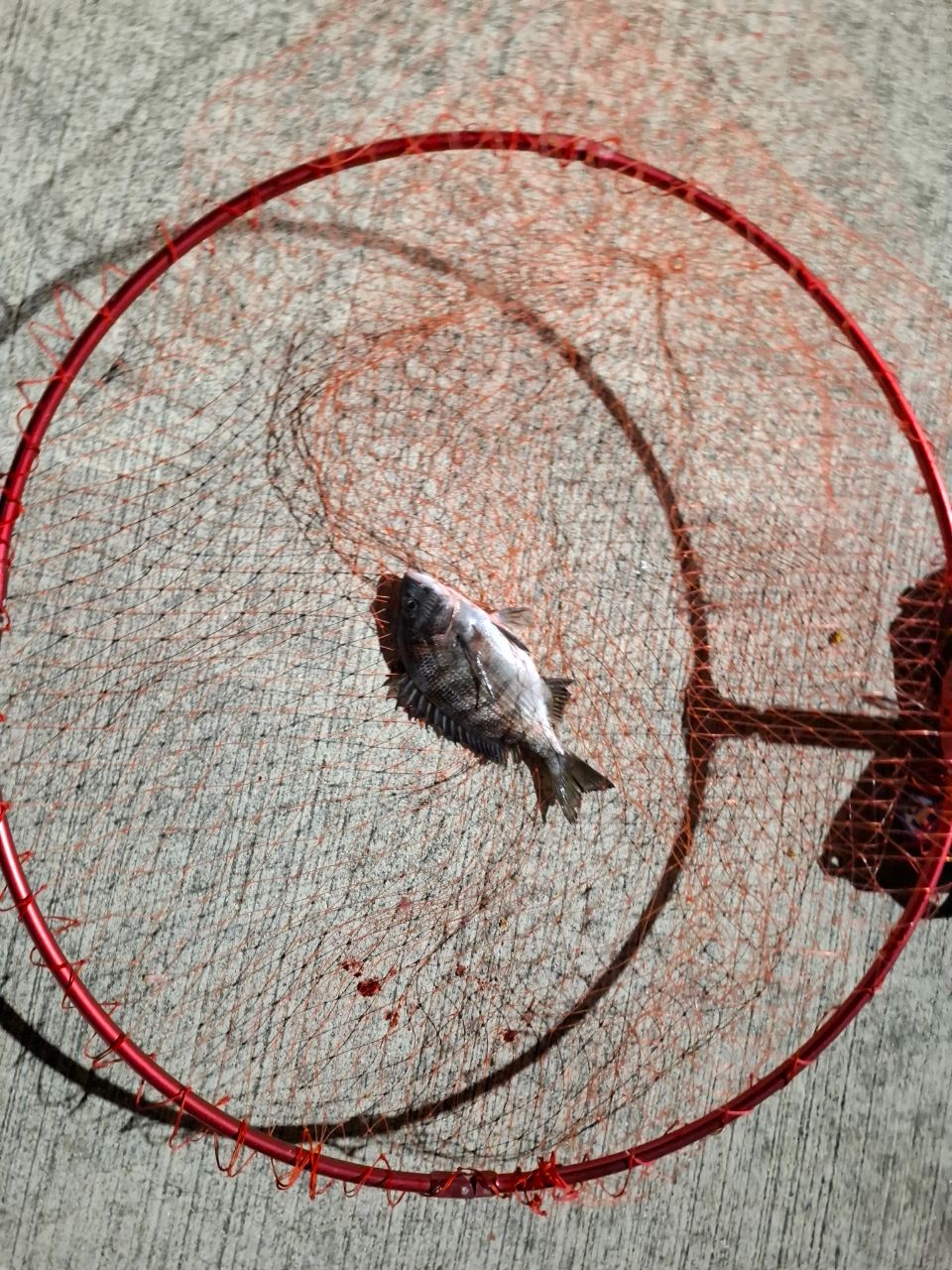 チヌの釣果写真