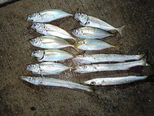 アジの釣果